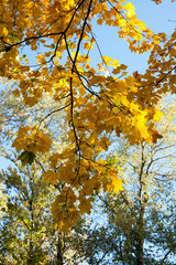 yellowed maple trees in autumn