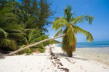 Inclined palm trees on wild coast of Sargasso sea, Punta Cana, Dominican Republic