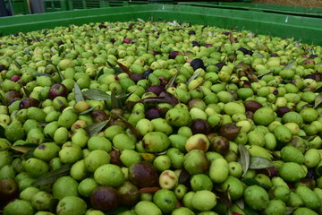 olive di qualitacerasuola e biancolilla pronte per essere molite al frantoio per la produzione di olio extravergine. Sicilia Agrigento