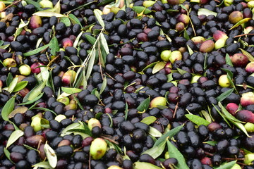 Olive qualità 