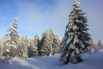 Winter snowy forest on a sunny day. Fir tree in the snow. Snow-covered Christmas trees. Winter landscape