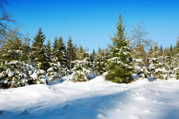 Fototapeta na wymiar Winter landscape with snow covered fir trees.