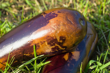 ripe purple eggplant