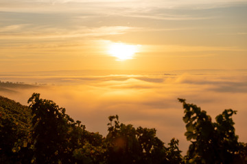 Fototapeta na wymiar Sonnenaufgang über den Weinbergen am nebelverhangenen Main