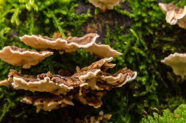BRACKED FUNGUS AND GREEN MOSS - A small colony of fruiting bodies on a stump
