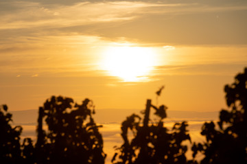 Naklejka na ściany i meble Sonnenaufgang über den Weinbergen am nebelverhangenen Main