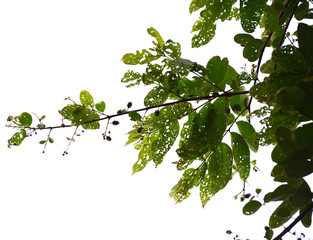 Obraz premium natural tropical green tree leafs with tree brunch in summer time isolated on white background