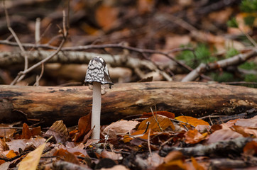 TOADSTOOL - Inedible mushroom in the thicket of autumn beech forest