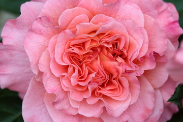 Big flower of the french rose  variety Fox Trot color pech in the garden  close up