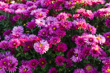 Beautiful purple autumn chrysanthemums in the garden