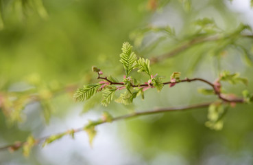 natural tropical green tree leafs with tree brunch in summer time