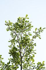 natural tropical green tree leafs with tree brunch in summer time