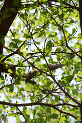 natural tropical green tree leafs with tree brunch in summer time