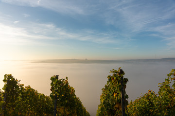 Blick durch die Weinstöcke auf das nebelverhangene Maintal