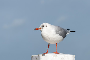 Black-headed gull on a mooring in the harbor .