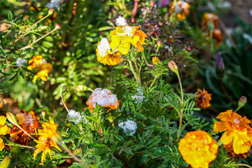 Цветы в снегу