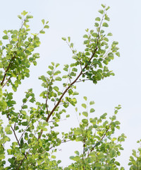 natural tropical green tree leafs with tree brunch in summer time