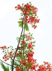 Fototapeta premium the isolated Red tropical flower and natural tree leafs on tree brunch
