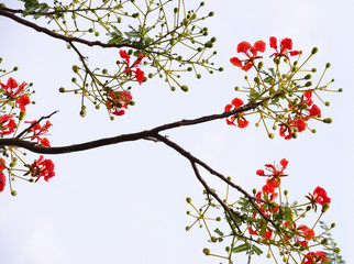 the isolated Red tropical flower and natural tree leafs on tree brunch