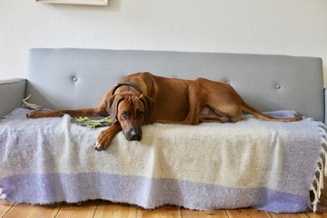 A Rhodesian Ridgeback resting on couch with frisbee
