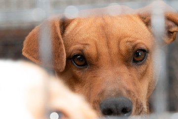 Dogs from city pound in  their locked boxes behind iron fence