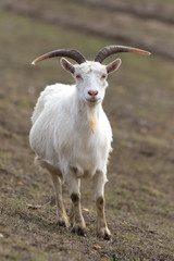 White horned funny  capricorn with beard