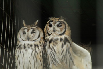 owl on black background