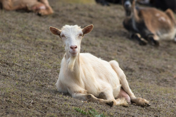 White goat resting