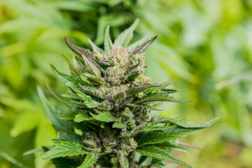 Naklejka na ściany i meble Home Grown Medical Marijuana Cannabis plant growing outdoors
