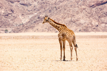 Obraz na płótnie Canvas Young giraffe standing in the barren and arid Namib desert, Namibia, Africa