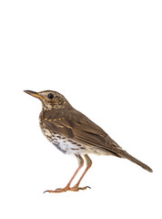 Song thrush isolated on a white background.