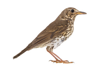 Song thrush isolated on a white background.