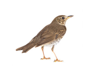 Song thrush isolated on a white background.