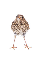 Song thrush isolated on a white background.