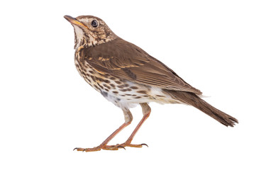 Song thrush isolated on a white background.