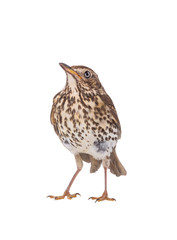 Song thrush isolated on a white background.
