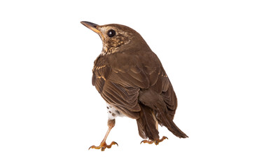 Song thrush isolated on a white background.