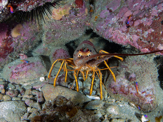 california spiny lobster