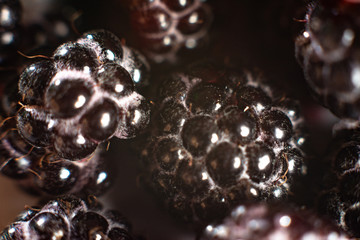 Macro of black garden raspberries.