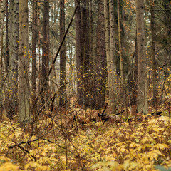 Autumn forest in the sun
