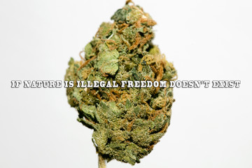 Text quote about cannabis with super lemon haze bud macro fifty megapixels prints