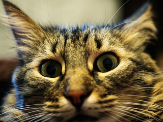 Muzzle of a domestic cat close photo angle