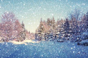 Fototapeta na wymiar Snowfall in a german winter forest .Winter background.