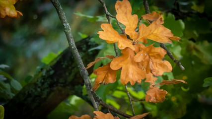 Eichenblätter im Herbst