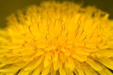 yellow beautiful dandelions