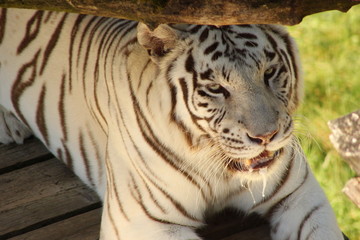 Weißer Tiger sabbert
