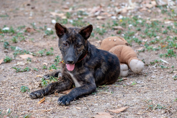 Fototapeta premium Dog playing in garden