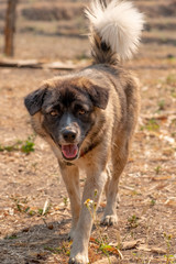 Dog playing in garden