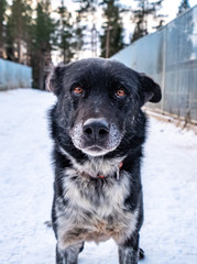 Working dog in Sweden