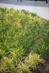 Grass plants